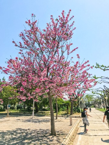 Pink! / Valencia