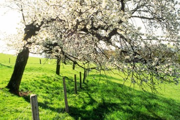 Mostobstblüte / Gasteil