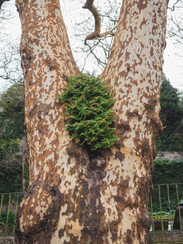 Nest / Sintra
