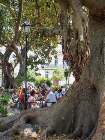 Gummibaum-Wald / Lisboa