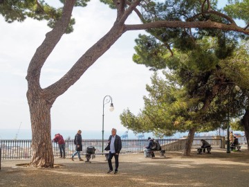 Baum mit Ausblick / Genua