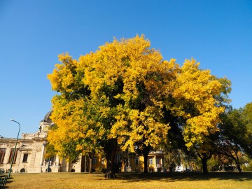 goldener Herbst / Budapest